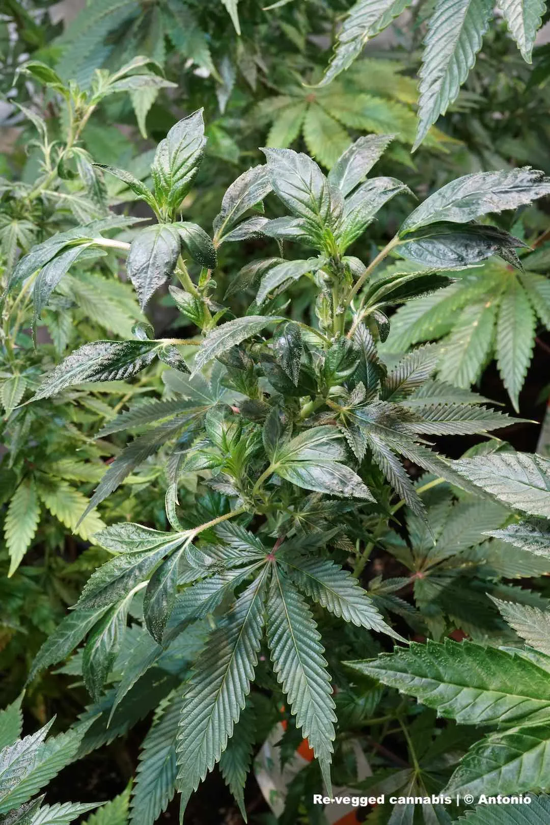 re-vegged-cannabis-pant-close-up-picture-shot-2-by-antonio