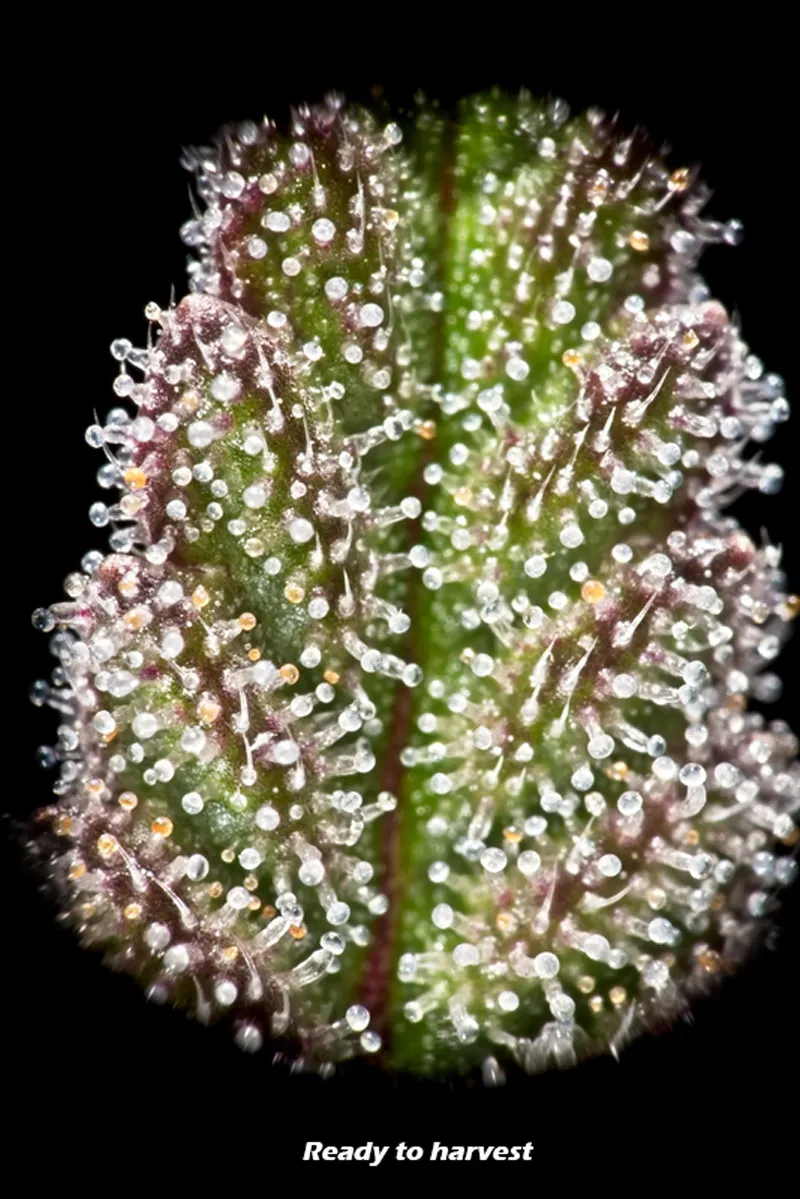 When trichomes look like this, the plant is ready to harvest