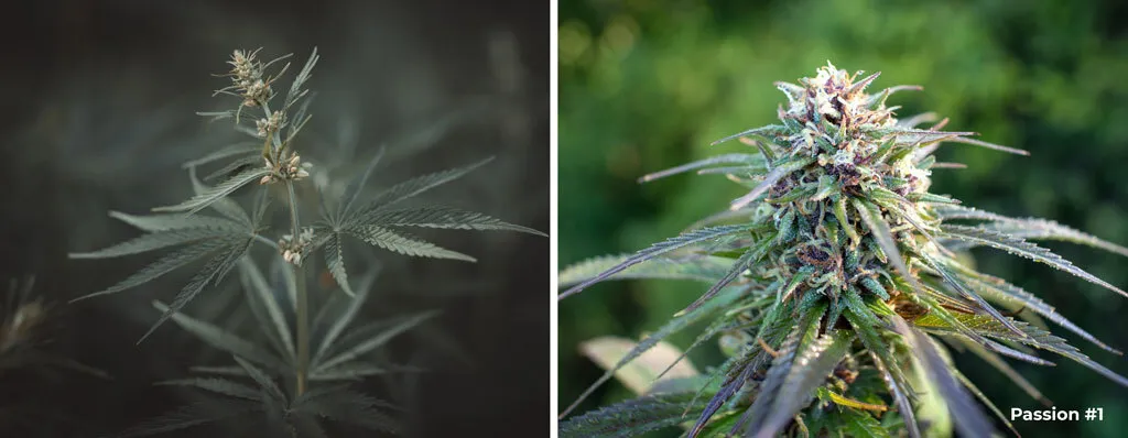 regular-cannabis-seeds-both-female-and-male-seeds