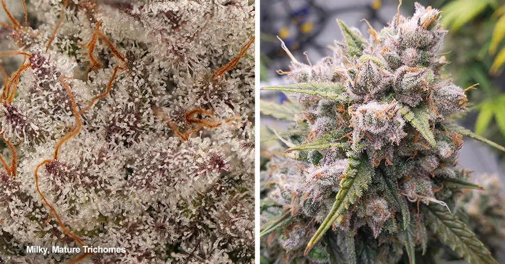 ripe-milky-cloudy-trichomes-when-to-harvest-cannabis-ripening