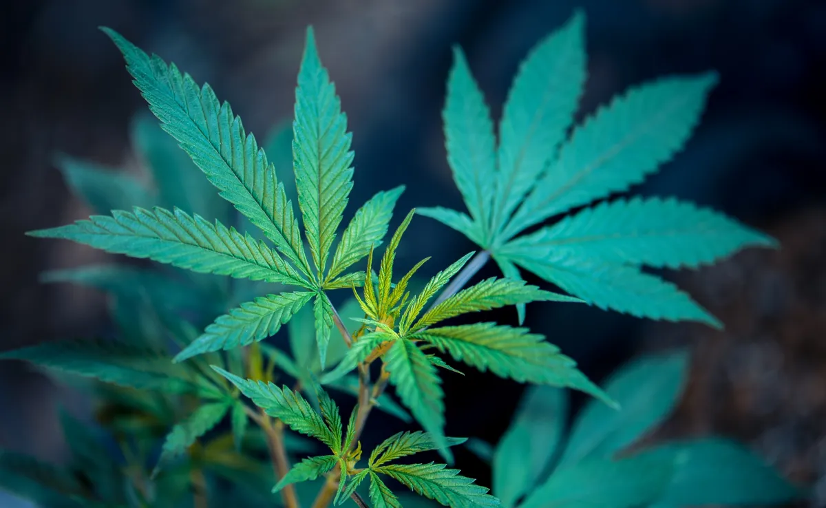 Marijuana