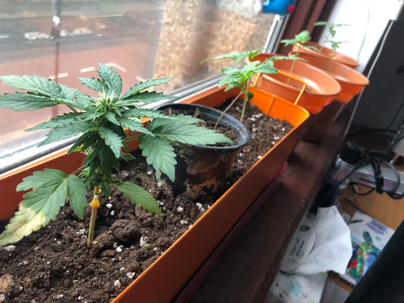 Root bound autoflower