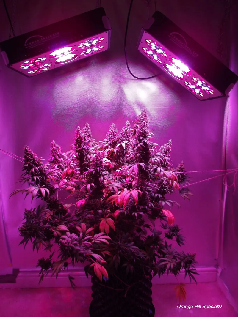 dutch-passion-cannabis-seed-company-cannabis-root-system-orange-hill-special