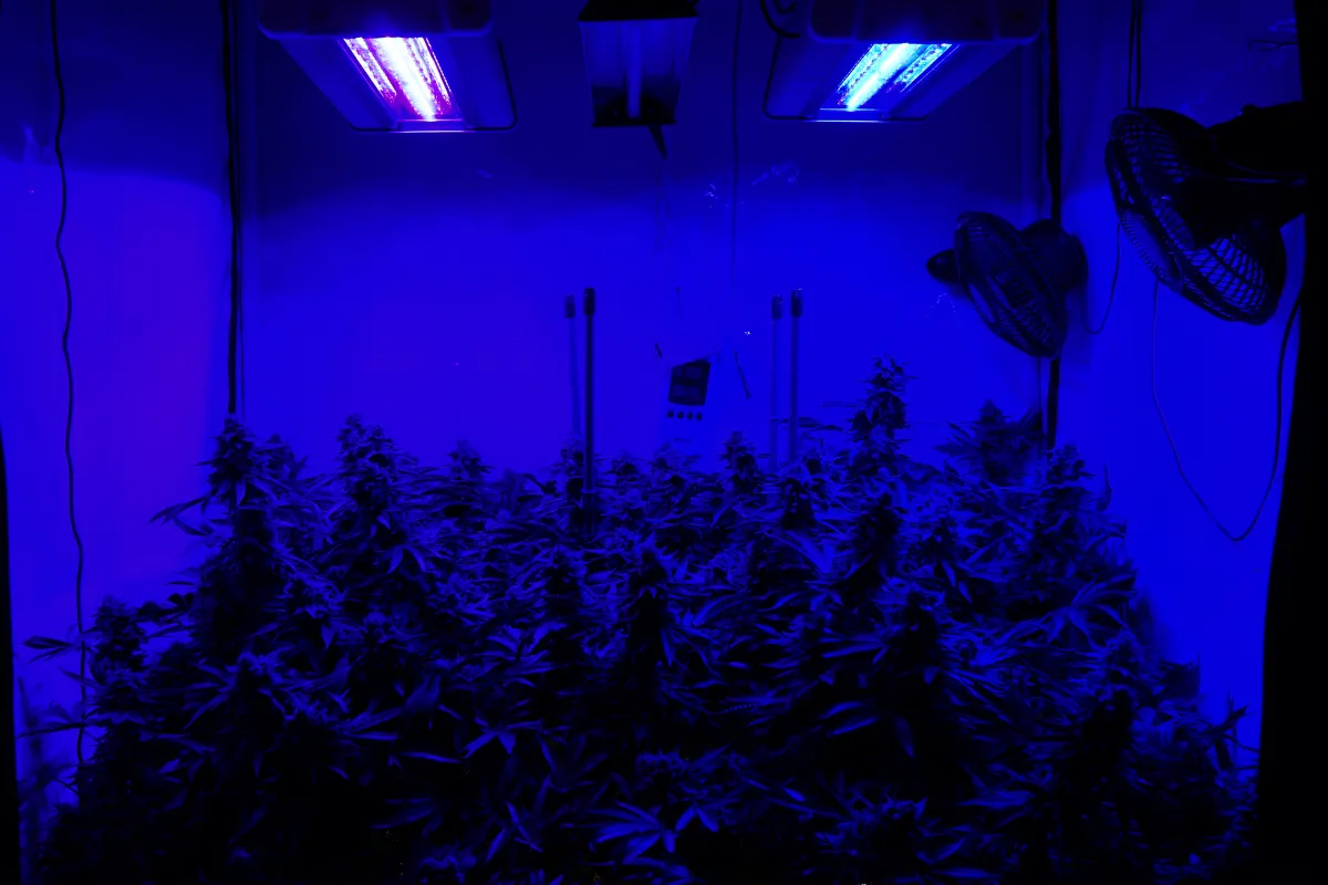 Cannabis plant under blue light