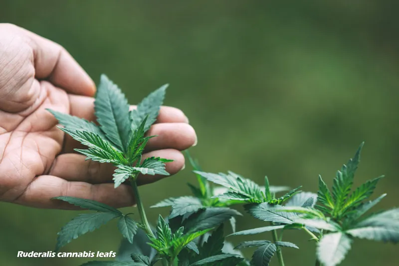 Ruderalis cannabis leaf shape