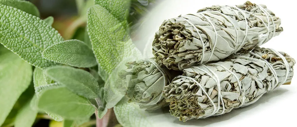 sage-dried-herbs-to-replace-tabacco-in-cannabis-joints-spliffs