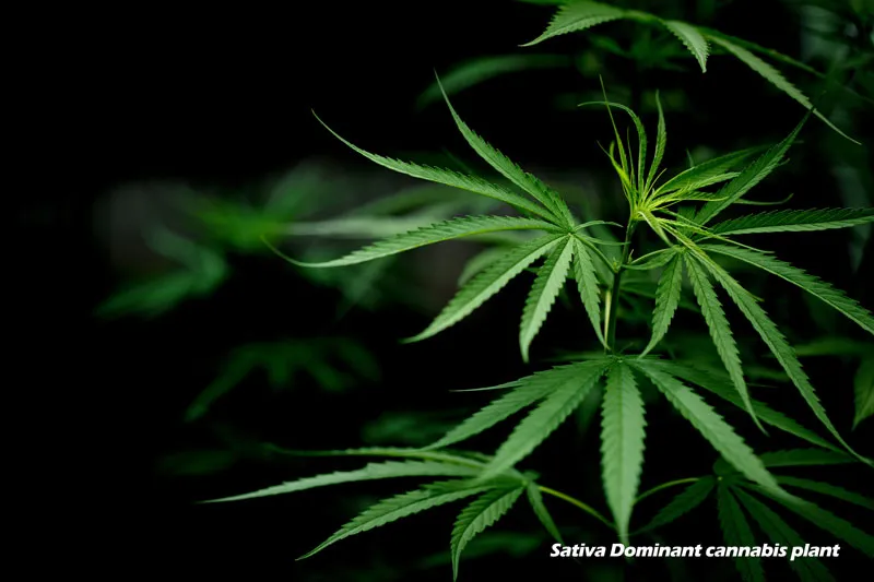 Sativa cannabis leaf shape