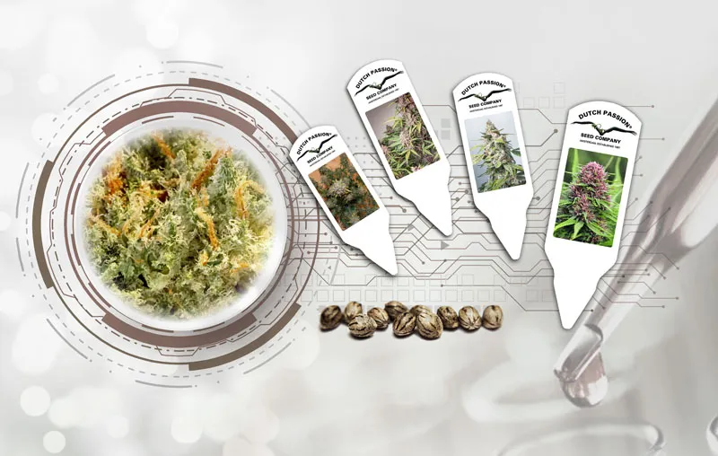 new research changes cannabis genetics