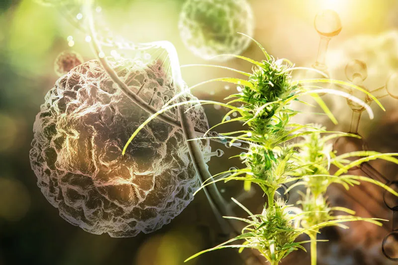 new research changes cannabis genetics