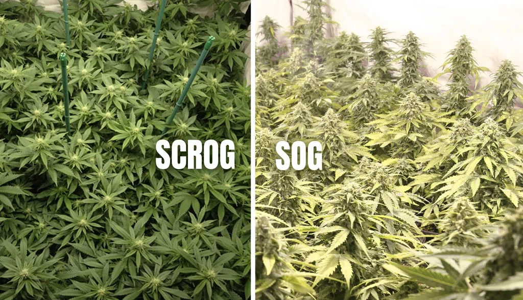 scrog-vs-sog-buy-cannabis-seeds-online-dutch-passion