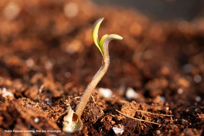 Dutch Passion seedling, first day of sunlight