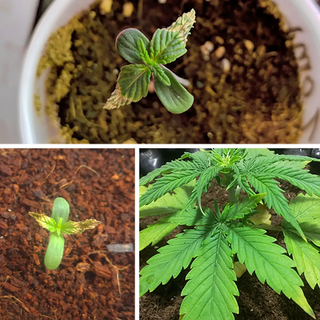 seedling-nute-burn-dutch-passion-seedling
