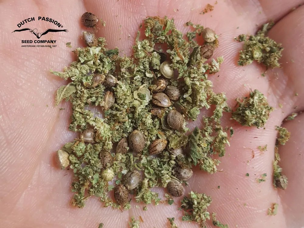 Seeds