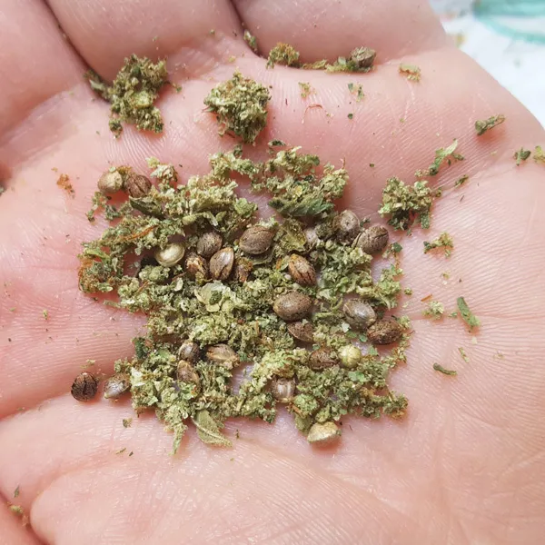 Seeds in my cannabis buds