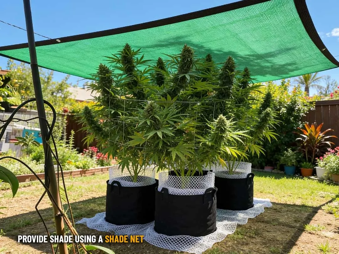 shade net for your cannabis plants on hot sunny days