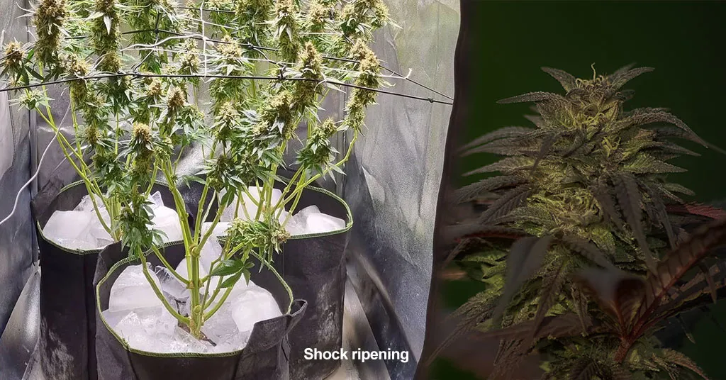 shock-ripening-cannabis-with-ice-or-darkness