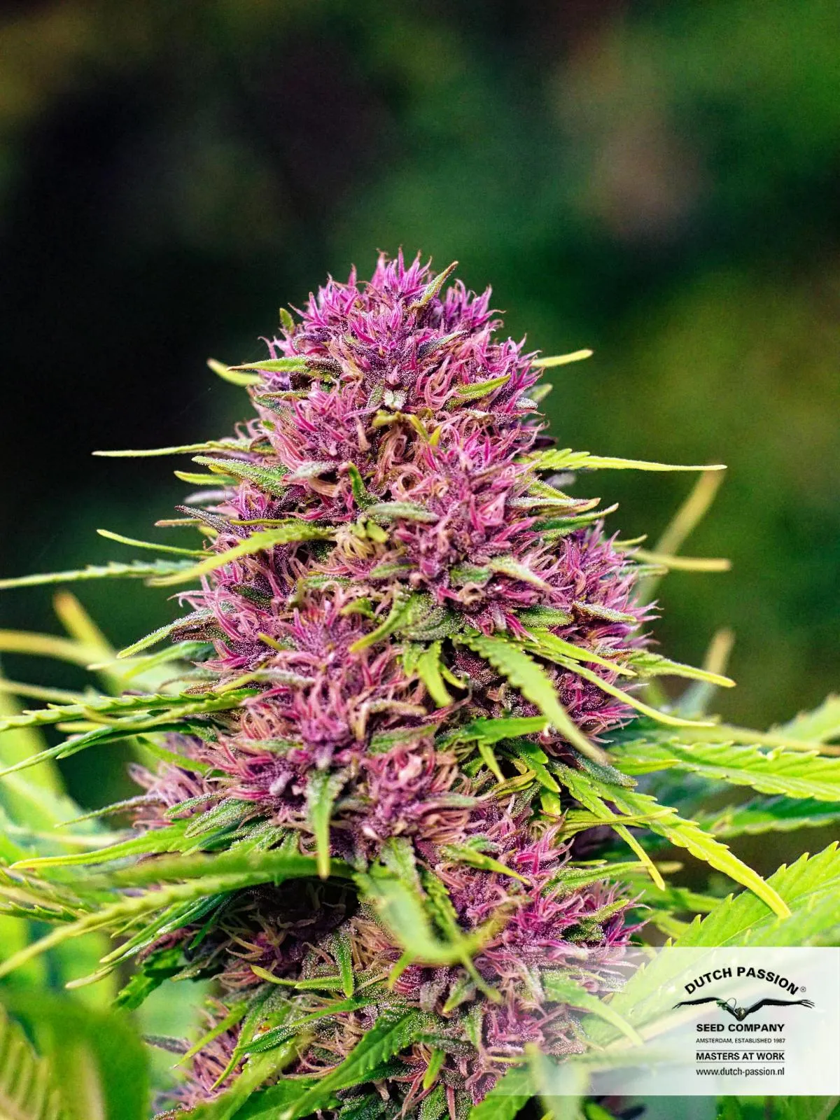Frisian Dew