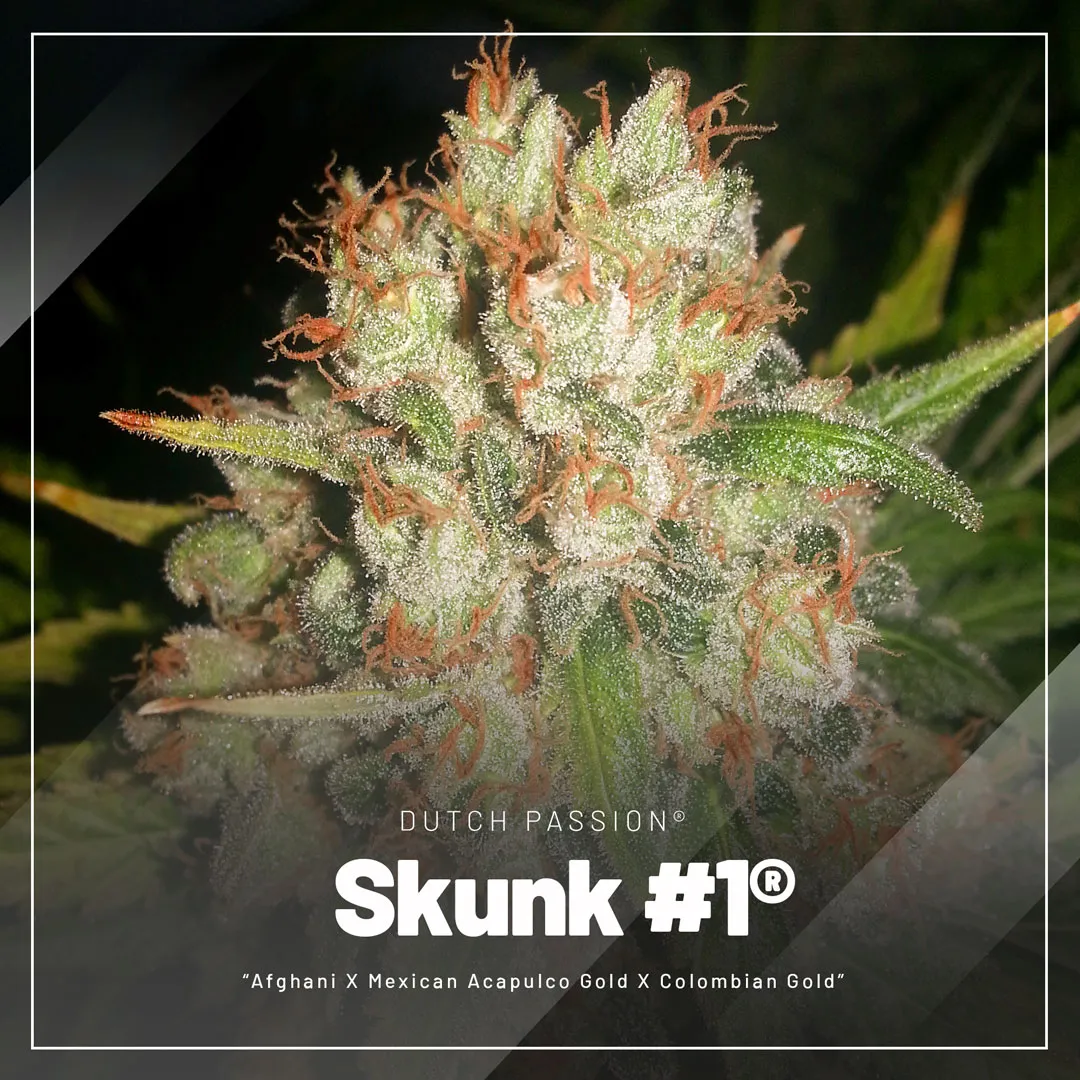 skunk-1-old-school-landrace-classic-regular-seeds