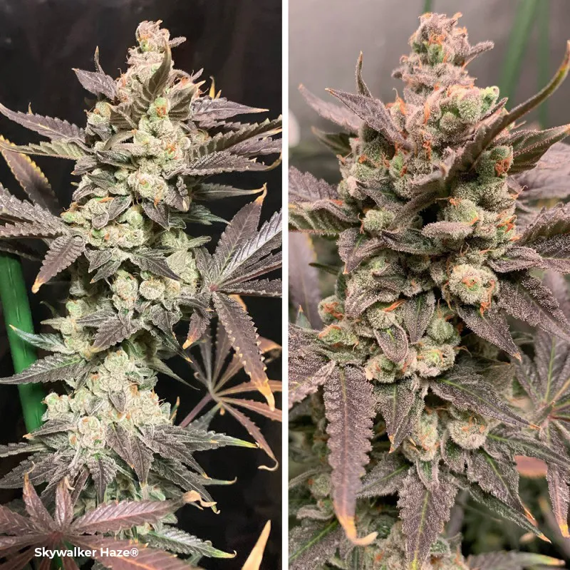 Skywalker Haze, the most potent autoflower