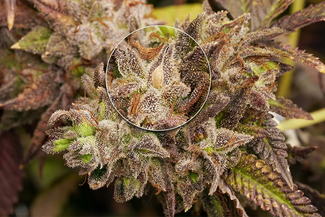 Slush Mint Cake BX1 seeded bud by Antonio