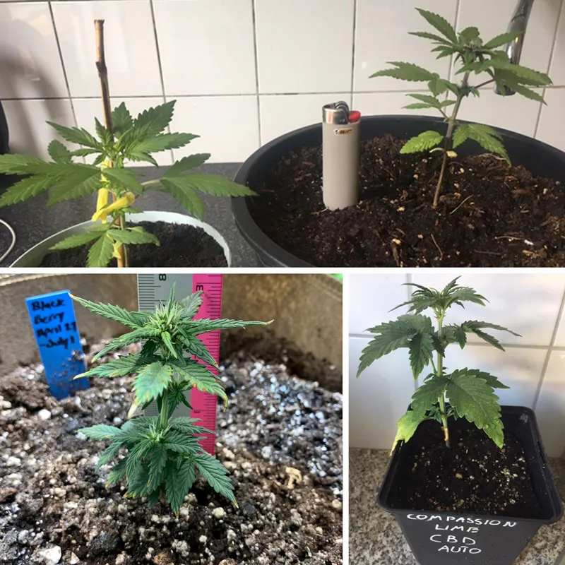 Small autoflowers
