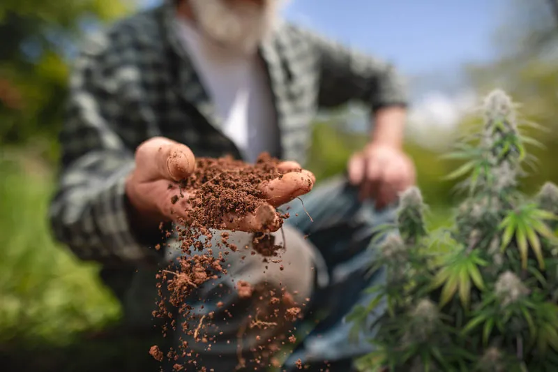Choose the most resistant cannabis seeds for your garden