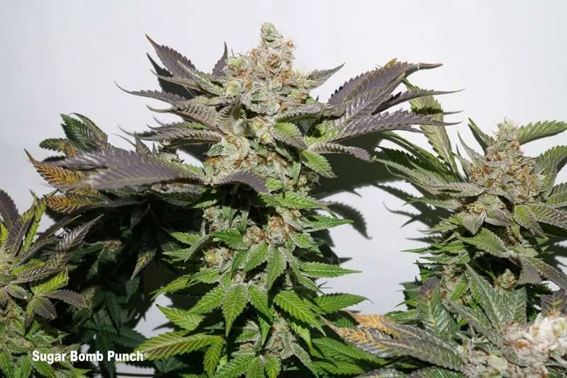 Sugar Bomb Punch Budshot