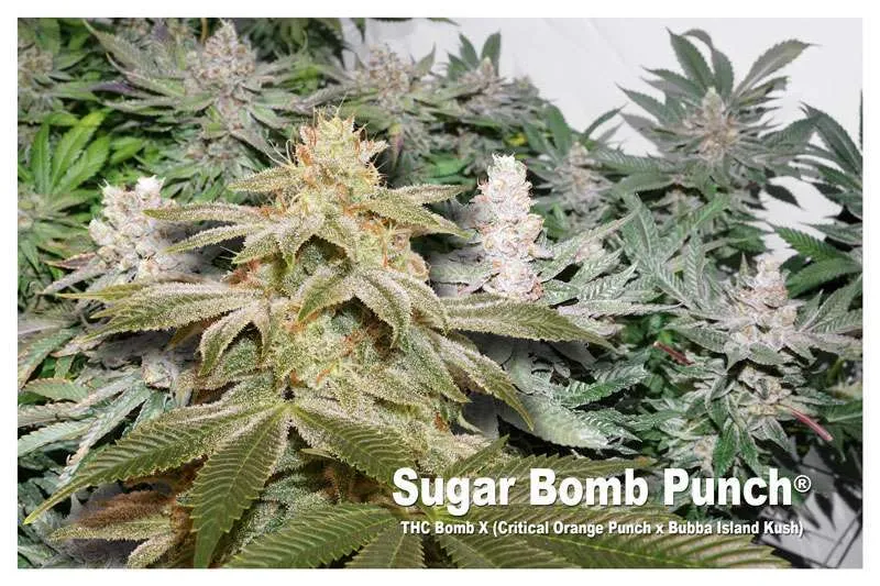Sugar Bom Punch - THC Bomb X (Critical Orange Punch X Bubba Island Kush)