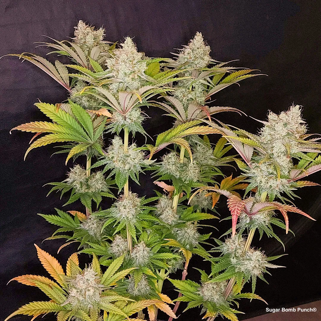 sugar-bomb-punch-resin-cannabis-dutch-passion-seeds