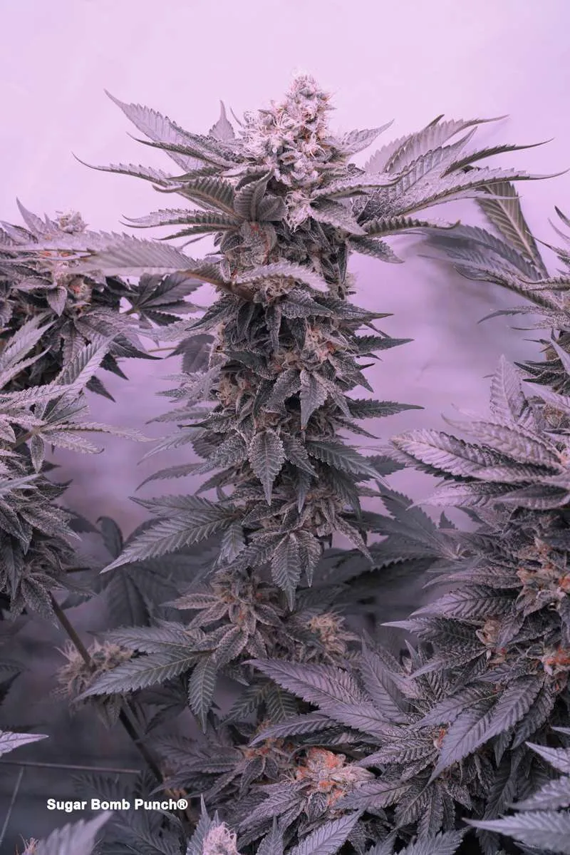 Sugar Bomb Punch THC-rich high yielding strain
