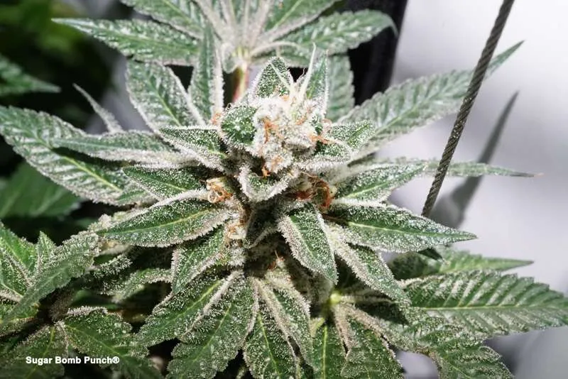 Sugar Bomb Punch: Sugar coated buds with an epic THC punch