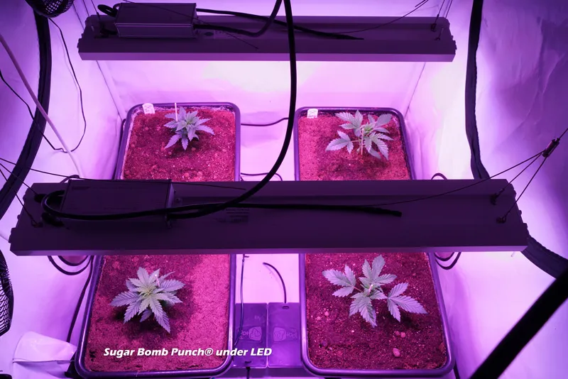 Sugar Bomb Punch plants grown under LED