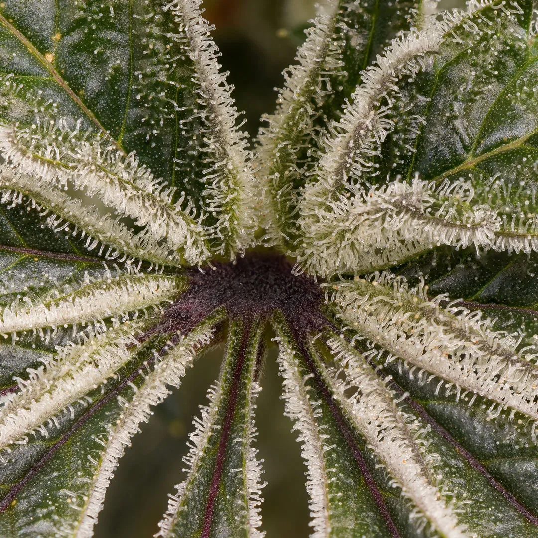 sugar-leaves-on-cannabis-what-to-do-with-them