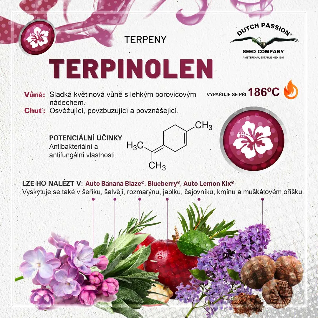 Terpinolen Konopne terpeny Vune chu a ucinky