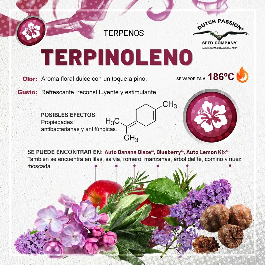 Terpinoleno: Guia de olor gusto y efectos