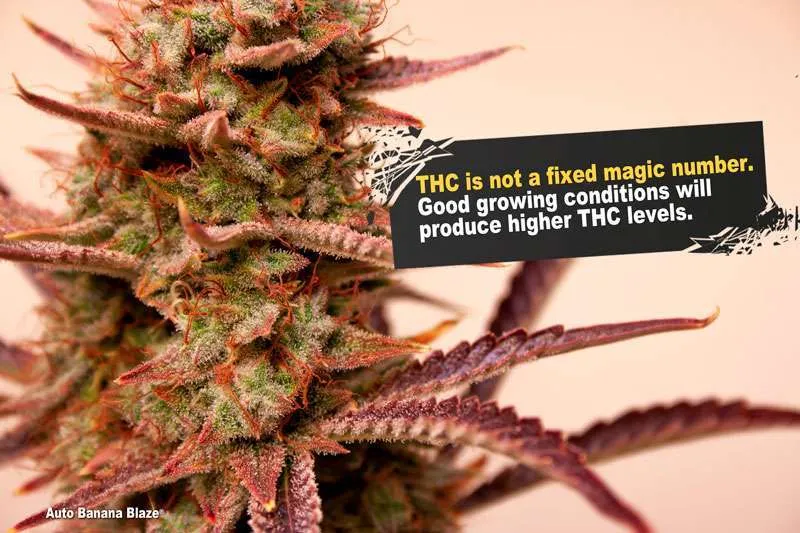 THC levels are not magic numbers
