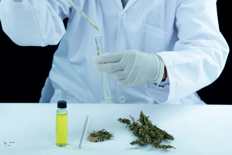 dutch-passion-cannabis-seed-company-THCV-research