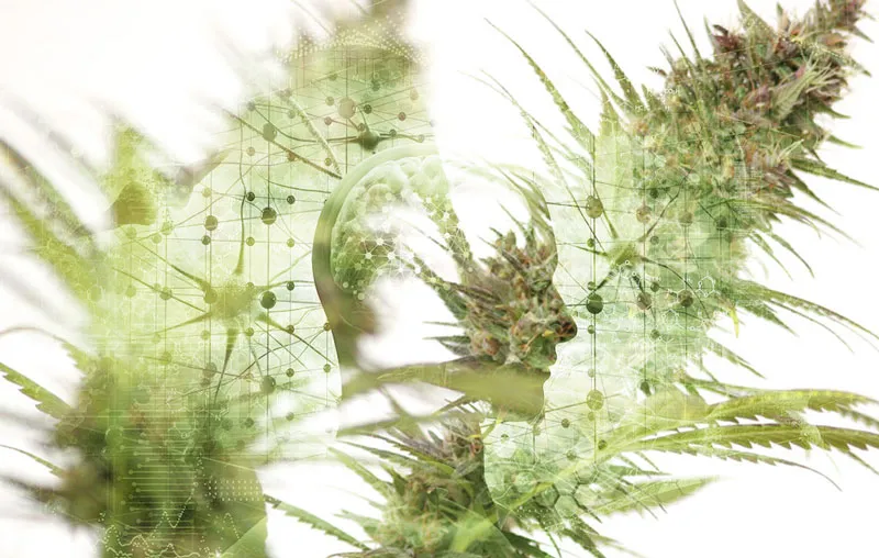 chemical-structure-of-cannabis-and-human-neurons