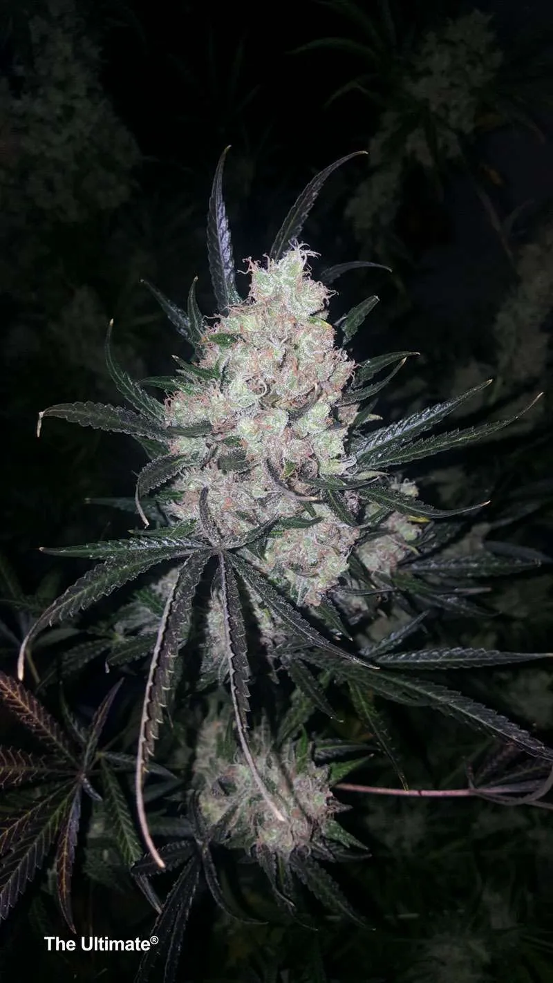 The Ultimate, this really is our Ultimate yielding feminised seed!
