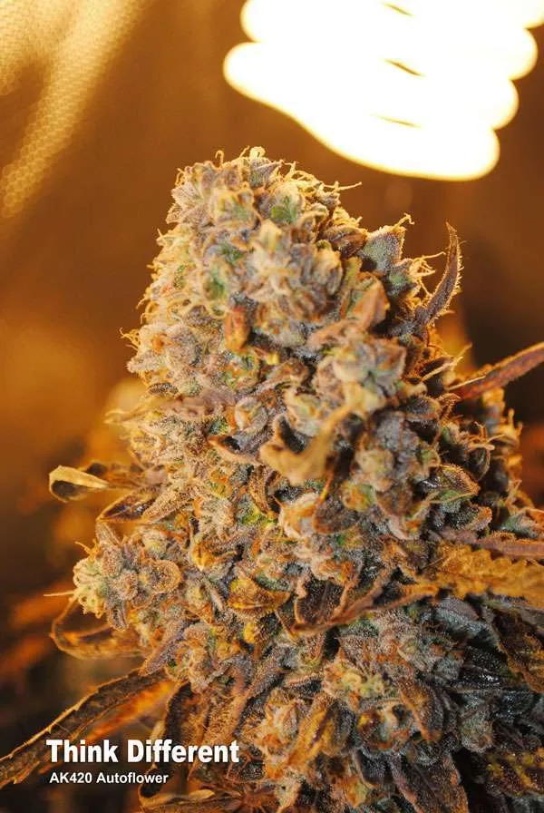 Think Different (AK420 Autoflower)