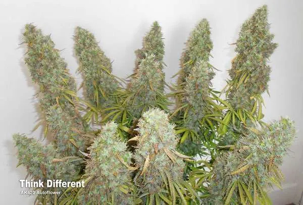 Think Different: Stunning Yields and Very Strong Weed