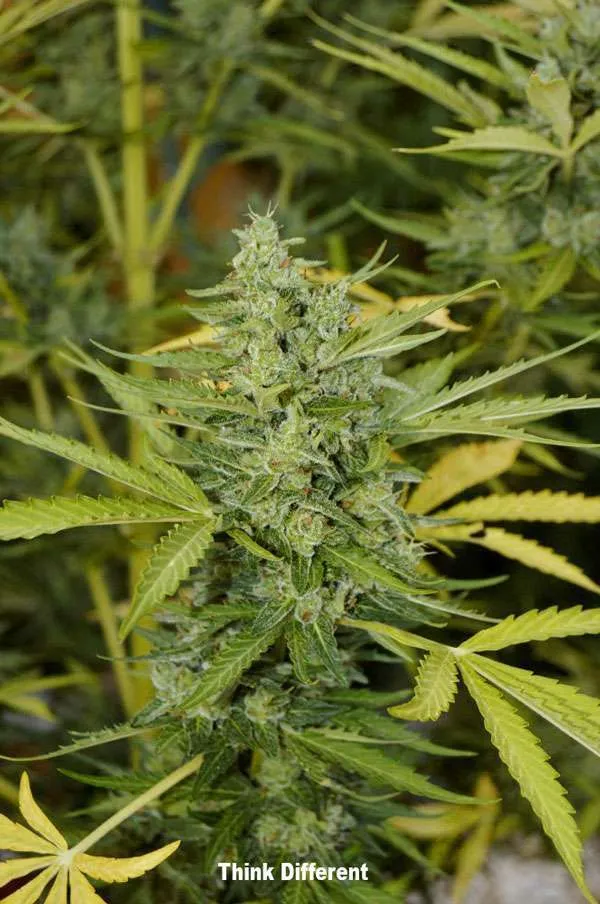 Think Different: Stunning sativa, easy to grow with XXL yields