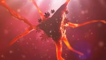 ¿Cuánto tiempo permanece el THC en tu organismo?