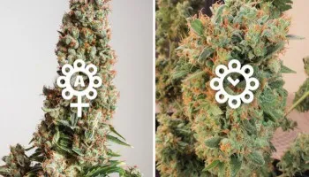 De verschillen tussen autoflowering en gefeminiseerde wietzaden