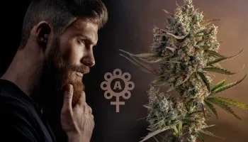 La storia non raccontata delle varietà di cannabis autofiorenti