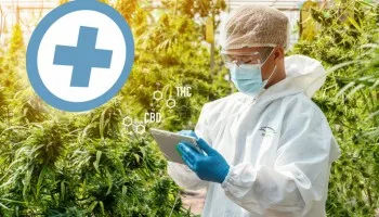 Las 5 mejores semillas de cannabis medicinal