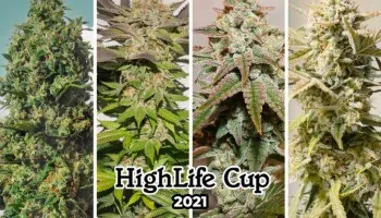 Récolte XXL à la Highlife cannabis cup 2021