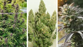 Top 5 Cannabis-Sorten für einen späten Start im Freien