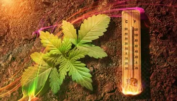 Cómo identificar y solucionar el estrés térmico del cannabis