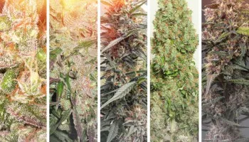 Les 5 meilleures variétés de cannabis pour un climat chaud et sec